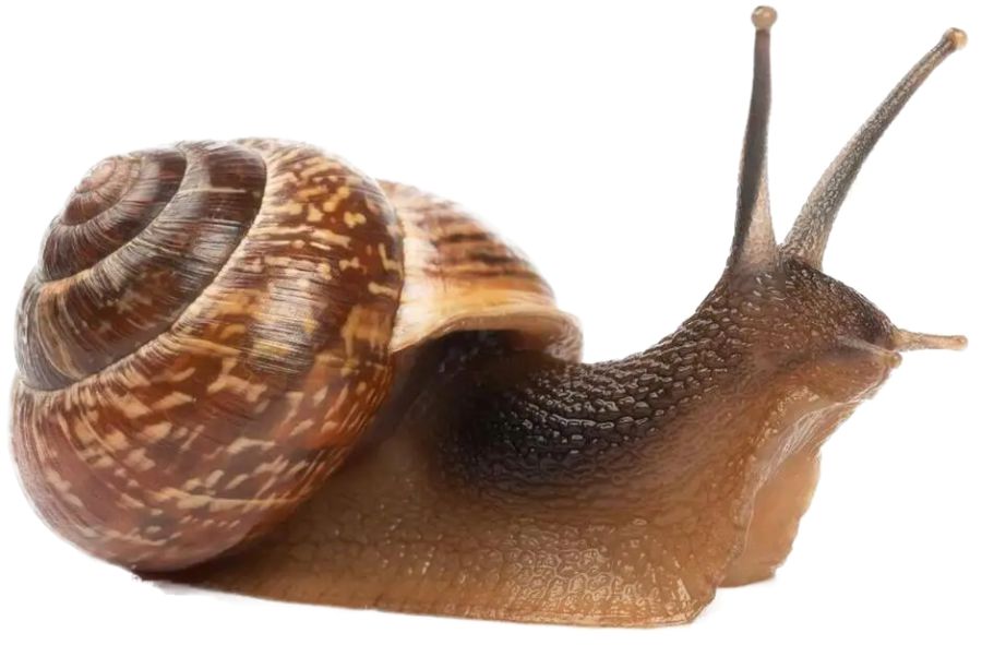 Caracol